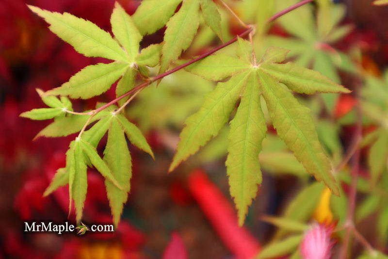 - Acer palmatum 'Patricia' Japanese Maple - Mr Maple │ Buy Japanese Maple Trees