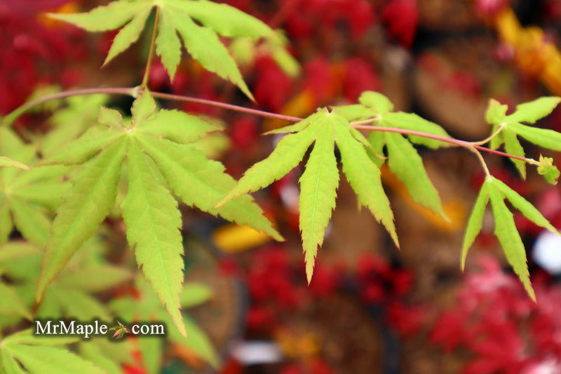 - Acer palmatum 'Patricia' Japanese Maple - Mr Maple │ Buy Japanese Maple Trees