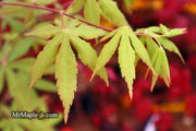 - Acer palmatum 'Patricia' Japanese Maple - Mr Maple │ Buy Japanese Maple Trees