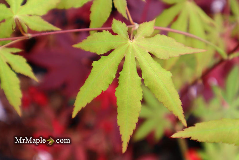 - Acer palmatum 'Patricia' Japanese Maple - Mr Maple │ Buy Japanese Maple Trees