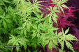 - Acer palmatum 'Patsy' Japanese Maple - Mr Maple │ Buy Japanese Maple Trees