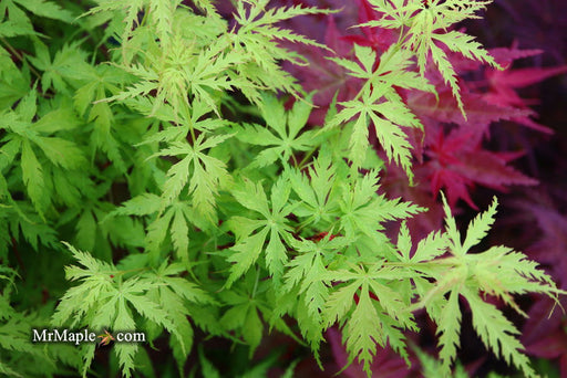 - Acer palmatum 'Patsy' Japanese Maple - Mr Maple │ Buy Japanese Maple Trees