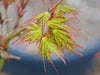 - Acer palmatum 'Patsy' Japanese Maple - Mr Maple │ Buy Japanese Maple Trees