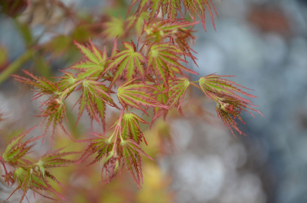 - Acer palmatum 'Patsy' Japanese Maple - Mr Maple │ Buy Japanese Maple Trees