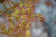 - Acer palmatum 'Patsy' Japanese Maple - Mr Maple │ Buy Japanese Maple Trees