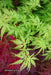 - Acer palmatum 'Patsy' Japanese Maple - Mr Maple │ Buy Japanese Maple Trees