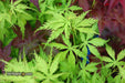 - Acer palmatum 'Patsy' Japanese Maple - Mr Maple │ Buy Japanese Maple Trees