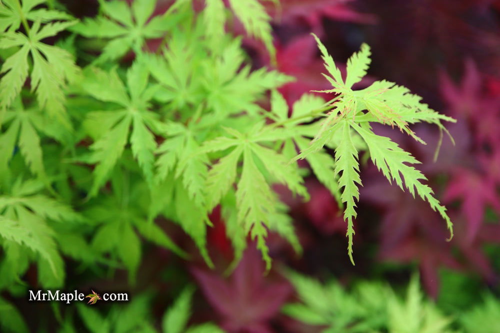 - Acer palmatum 'Patsy' Japanese Maple - Mr Maple │ Buy Japanese Maple Trees