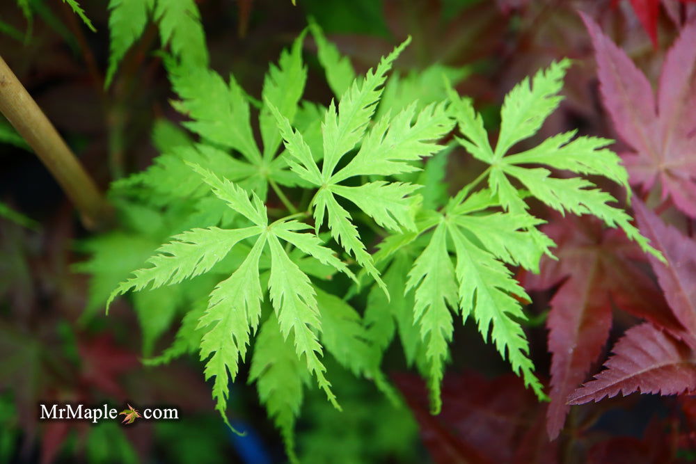 - Acer palmatum 'Patsy' Japanese Maple - Mr Maple │ Buy Japanese Maple Trees