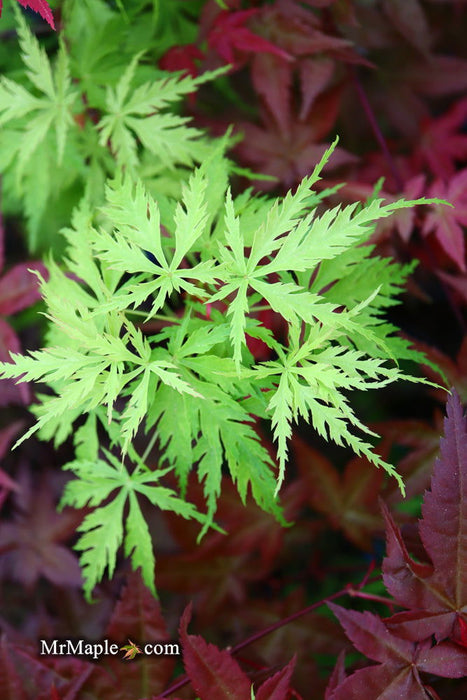 - Acer palmatum 'Patsy' Japanese Maple - Mr Maple │ Buy Japanese Maple Trees