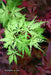 - Acer palmatum 'Patsy' Japanese Maple - Mr Maple │ Buy Japanese Maple Trees