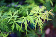 - Acer palmatum 'Patsy' Japanese Maple - Mr Maple │ Buy Japanese Maple Trees