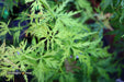 - Acer palmatum 'Patsy' Japanese Maple - Mr Maple │ Buy Japanese Maple Trees