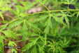 - Acer palmatum 'Patsy' Japanese Maple - Mr Maple │ Buy Japanese Maple Trees