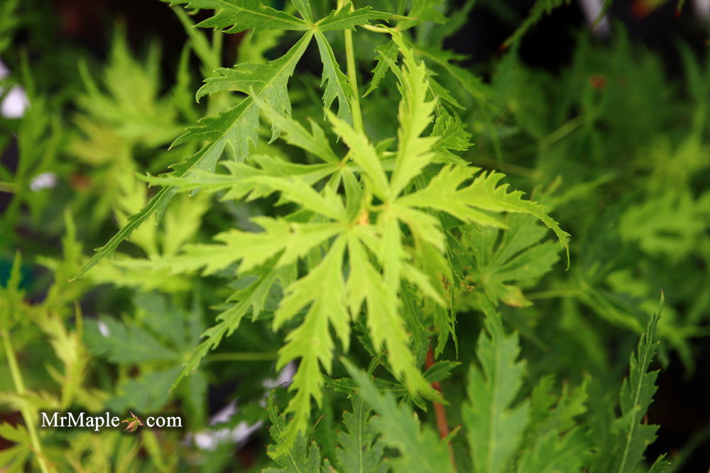 - Acer palmatum 'Patsy' Japanese Maple - Mr Maple │ Buy Japanese Maple Trees