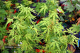 - Acer palmatum 'Patsy' Japanese Maple - Mr Maple │ Buy Japanese Maple Trees