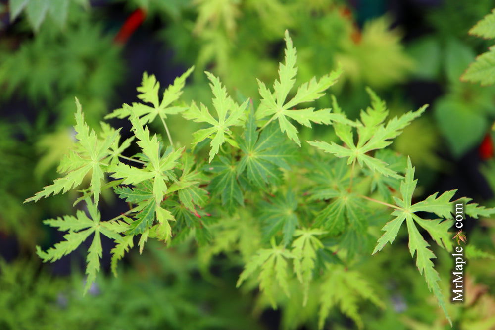 - Acer palmatum 'Patsy' Japanese Maple - Mr Maple │ Buy Japanese Maple Trees