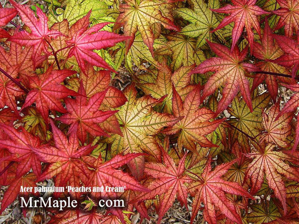 Acer_palmatum_Peaches_and_Crea