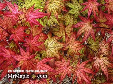 - Acer palmatum 'Peaches and Cream' Japanese Maple - Mr Maple │ Buy Japanese Maple Trees