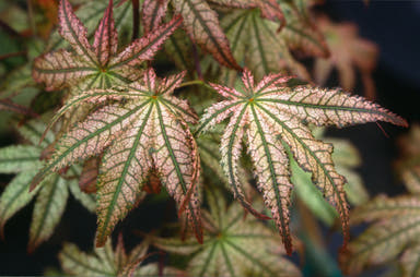 - Acer palmatum 'Peaches and Cream' Japanese Maple - Mr Maple │ Buy Japanese Maple Trees