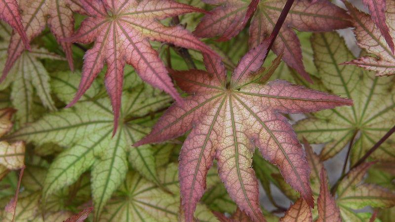 - Acer palmatum 'Peaches and Cream' Japanese Maple - Mr Maple │ Buy Japanese Maple Trees