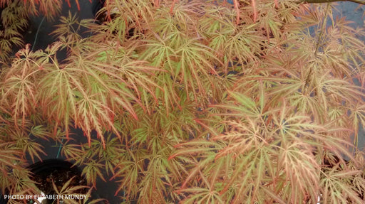 - Acer palmatum 'Peggy' Weeping Japanese Maple - Mr Maple │ Buy Japanese Maple Trees