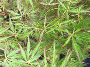 - Acer palmatum 'Peggy' Weeping Japanese Maple - Mr Maple │ Buy Japanese Maple Trees
