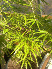 - Acer palmatum 'Peggy' Weeping Japanese Maple - Mr Maple │ Buy Japanese Maple Trees