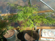 - Acer palmatum 'Peggy' Weeping Japanese Maple - Mr Maple │ Buy Japanese Maple Trees