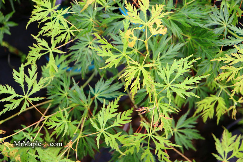 - Acer palmatum 'Pendula Angustilobum' Rare Japanese Maple - Mr Maple │ Buy Japanese Maple Trees