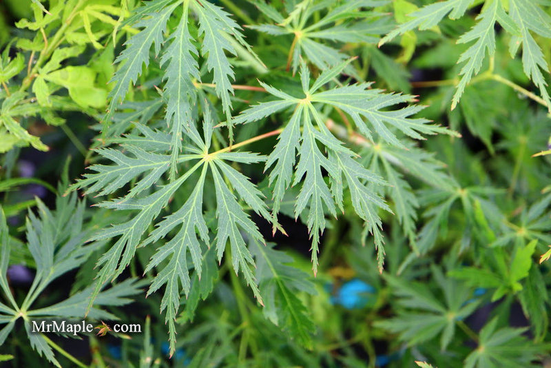- Acer palmatum 'Pendula Angustilobum' Rare Japanese Maple - Mr Maple │ Buy Japanese Maple Trees