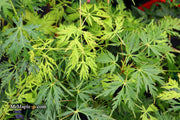 - Acer palmatum 'Pendula Angustilobum' Rare Japanese Maple - Mr Maple │ Buy Japanese Maple Trees