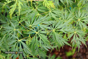 - Acer palmatum 'Pendula Angustilobum' Rare Japanese Maple - Mr Maple │ Buy Japanese Maple Trees