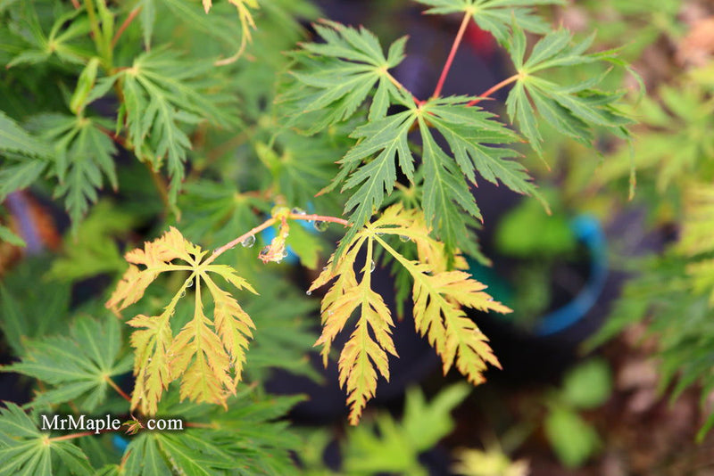 - Acer palmatum 'Pendula Angustilobum' Rare Japanese Maple - Mr Maple │ Buy Japanese Maple Trees