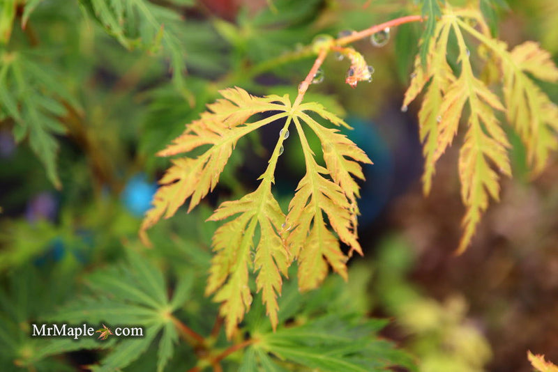 - Acer palmatum 'Pendula Angustilobum' Rare Japanese Maple - Mr Maple │ Buy Japanese Maple Trees