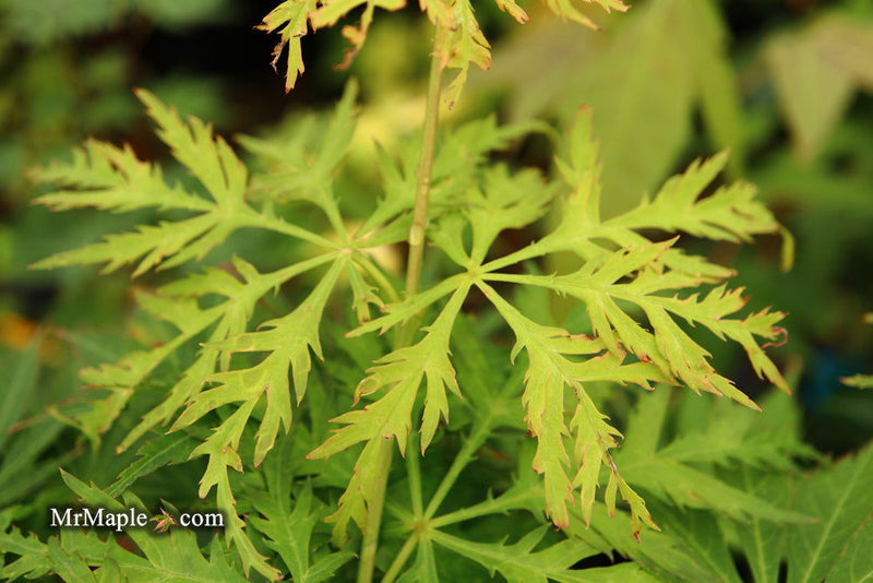 - Acer palmatum 'Pendula Angustilobum' Rare Japanese Maple - Mr Maple │ Buy Japanese Maple Trees
