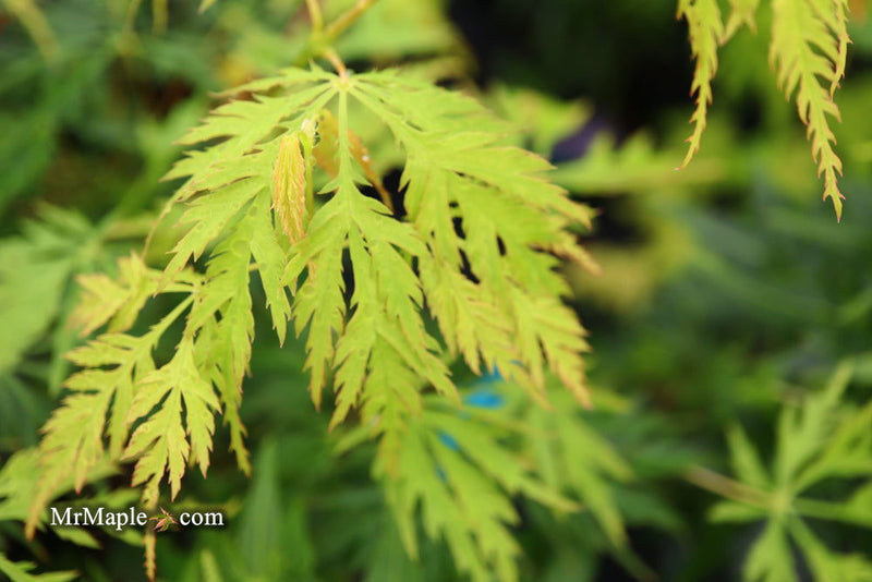 - Acer palmatum 'Pendula Angustilobum' Rare Japanese Maple - Mr Maple │ Buy Japanese Maple Trees