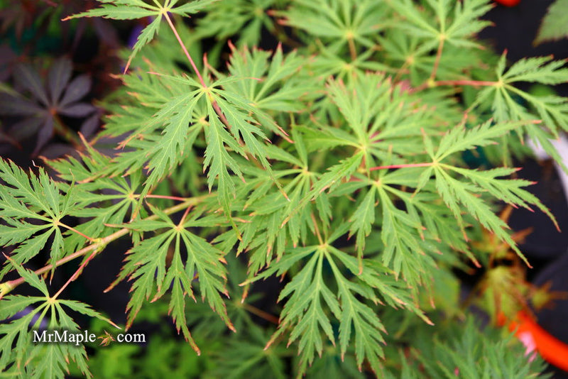 - Acer palmatum 'Pendula Angustilobum' Rare Japanese Maple - Mr Maple │ Buy Japanese Maple Trees