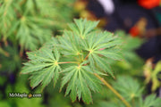 - Acer palmatum 'Pendula Angustilobum' Rare Japanese Maple - Mr Maple │ Buy Japanese Maple Trees