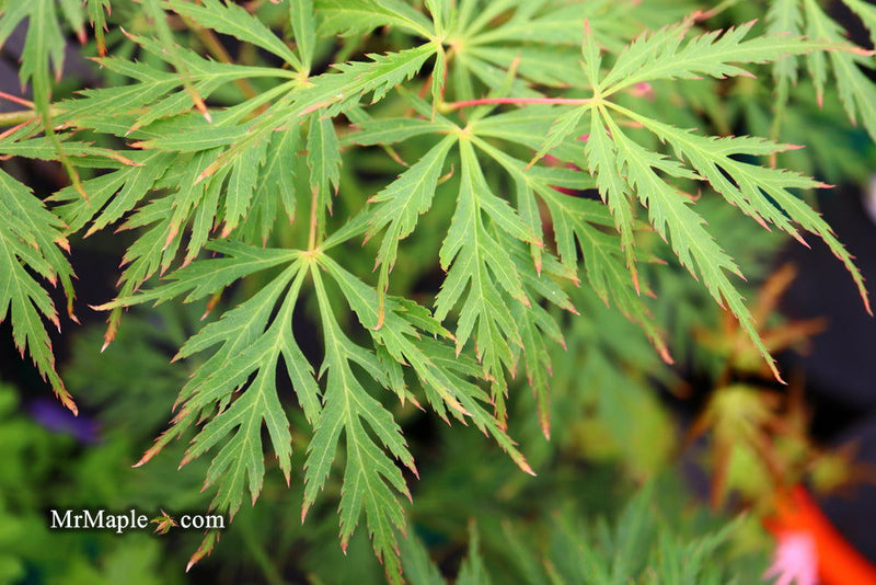 - Acer palmatum 'Pendula Angustilobum' Rare Japanese Maple - Mr Maple │ Buy Japanese Maple Trees