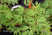 - Acer palmatum 'Pendula Angustilobum' Rare Japanese Maple - Mr Maple │ Buy Japanese Maple Trees