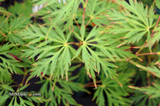 - Acer palmatum 'Pendula Angustilobum' Rare Japanese Maple - Mr Maple │ Buy Japanese Maple Trees