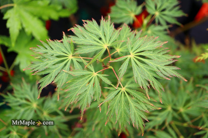 - Acer palmatum 'Pendula Angustilobum' Rare Japanese Maple - Mr Maple │ Buy Japanese Maple Trees