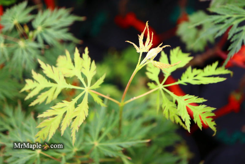 - Acer palmatum 'Pendula Angustilobum' Rare Japanese Maple - Mr Maple │ Buy Japanese Maple Trees
