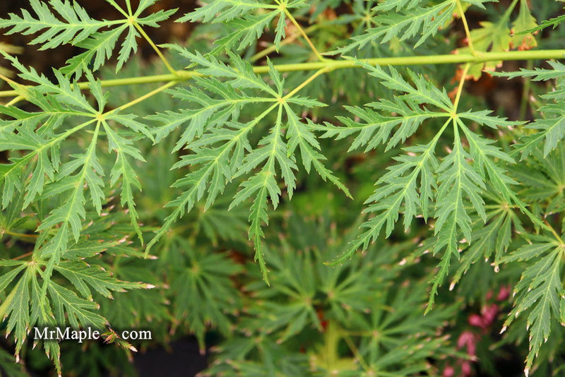 - Acer palmatum 'Pendula Angustilobum' Rare Japanese Maple - Mr Maple │ Buy Japanese Maple Trees