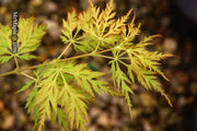 - Acer palmatum 'Pendula Angustilobum' Rare Japanese Maple - Mr Maple │ Buy Japanese Maple Trees