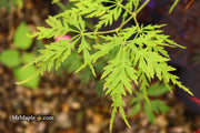 - Acer palmatum 'Pendula Angustilobum' Rare Japanese Maple - Mr Maple │ Buy Japanese Maple Trees