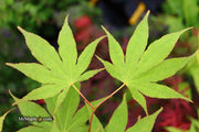 - Acer palmatum 'Peridot Flame' Japanese Maple - Mr Maple │ Buy Japanese Maple Trees