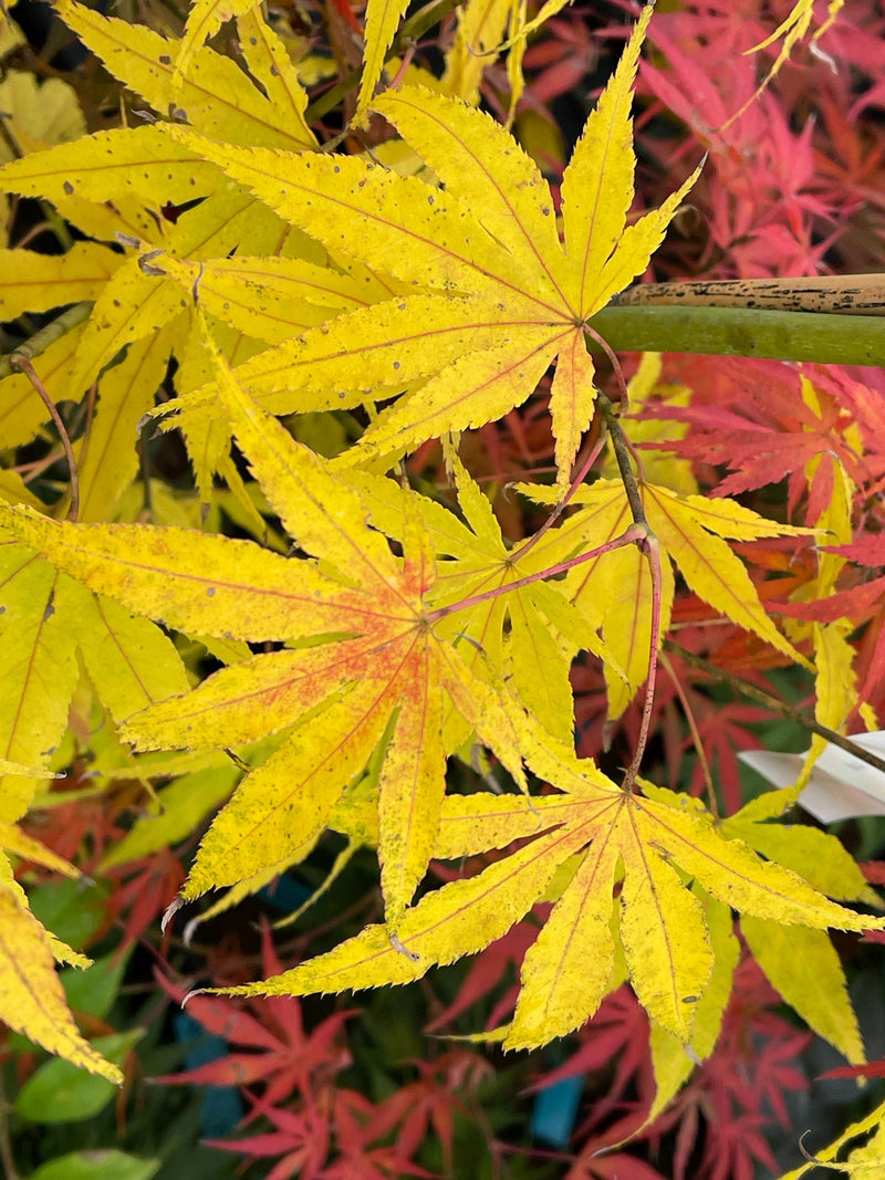 - Acer palmatum 'Peridot Flame' Japanese Maple - Mr Maple │ Buy Japanese Maple Trees