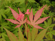 - Acer palmatum 'Peridot Flame' Japanese Maple - Mr Maple │ Buy Japanese Maple Trees